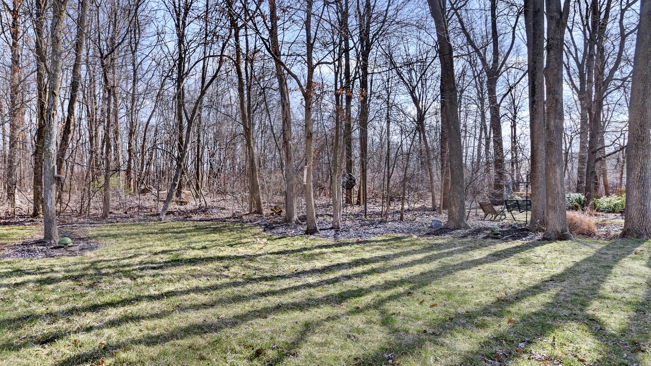 Wooded Backyard