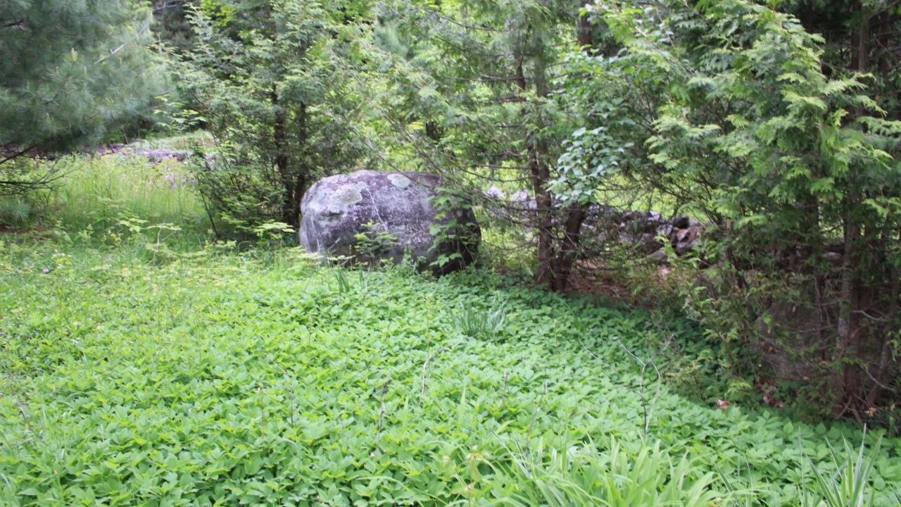 PERENNIAL GROUND COVER