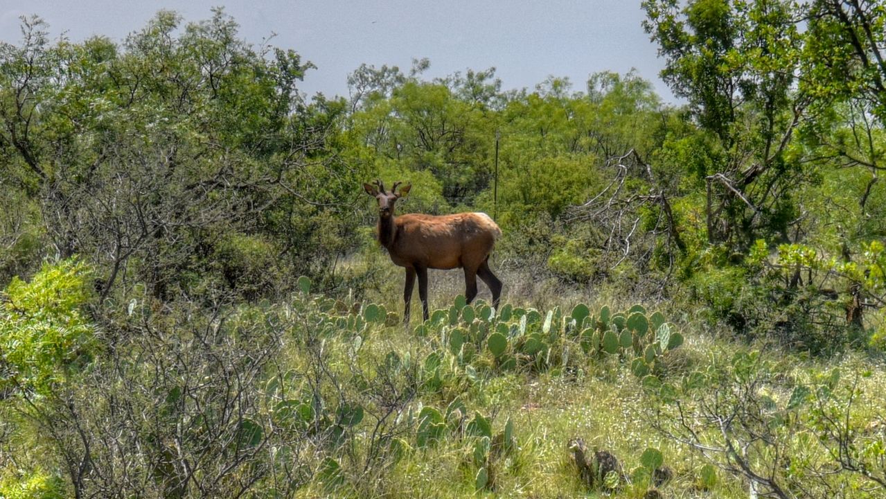 US 83, Eden, TX, 76837 Scene 3