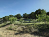 CanyonWrenL259 - tbd Canyon Wren