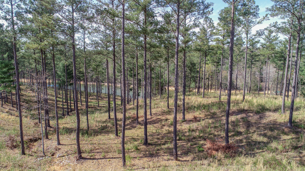 LT305 Thirteen Hundred, Blairsville, GA, 30512 Scene 3