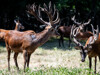 Wildlife-1 - 344 Co Rd 1660
