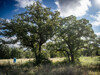 Mature Trees-1 - 800 Co Rd 3519
