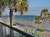 Palms and Gulf Views
