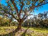 Kings Plantation Land - River Bluff Drive