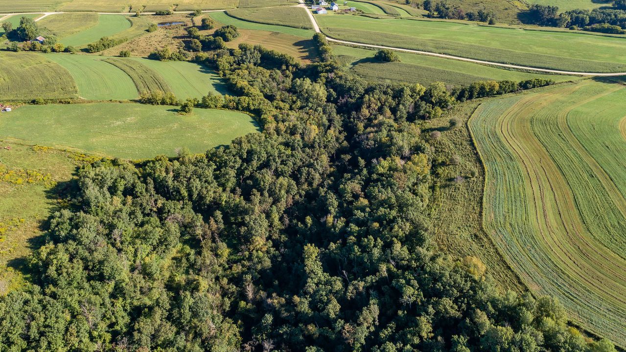 Woodland facing north