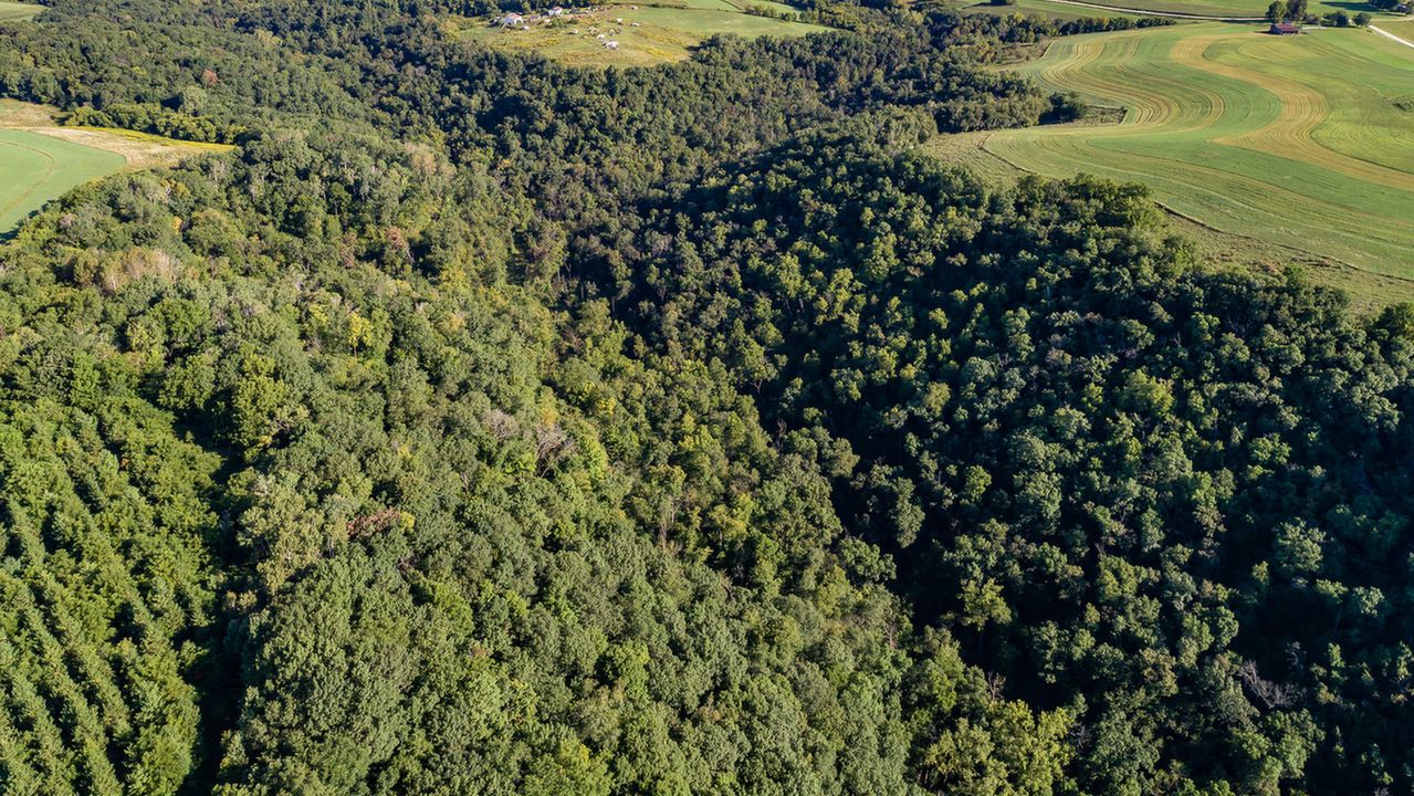 Woodland facing north2