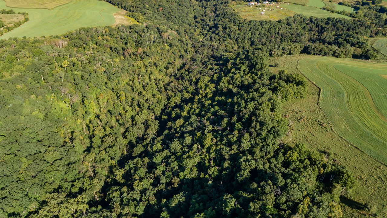 Woodland facing northwest