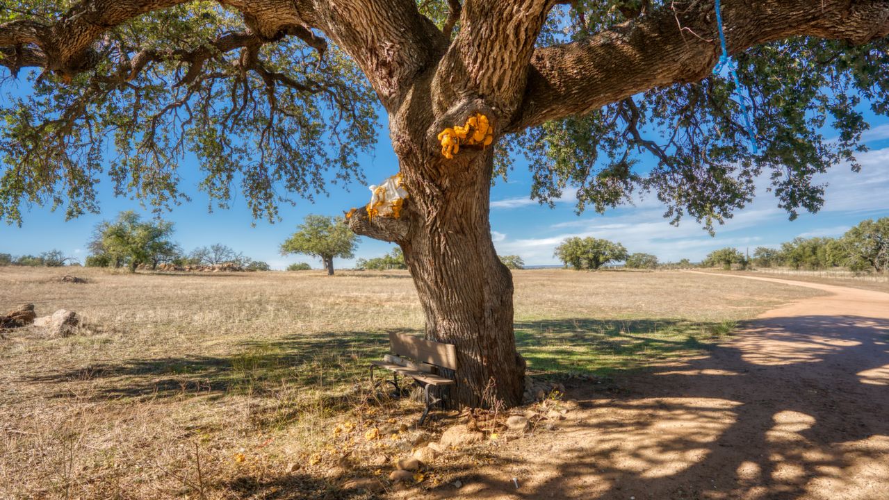 CR 313, Llano, TX, 78643 Scene 2