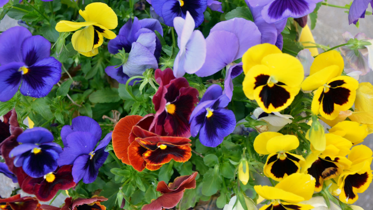 58 Twin Willow, Brampton, ON, L7A 1K2 Scene 4